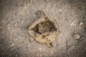 Torba AMMO BUCKET Cordura Coyote HELIKON